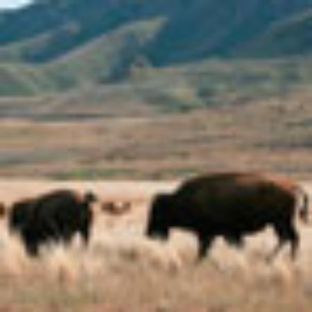 Saveena Restaurant & Bar